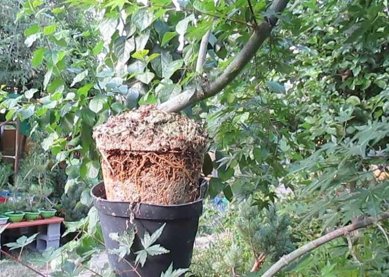 C Mo Hacer Un Acodo A Reo De Un Rbol De Viveropara Bons I