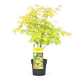 Plant in a Box - Acer palmatum 'Orange Dream' - Arce japonés resistente al...