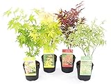 Plant in a Box - Arces japoneses resistentes al invierno - Set de 4 - Acer...