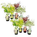 Plant in a Box - Arces japoneses resistentes al invierno - Set de 8 - Acer...