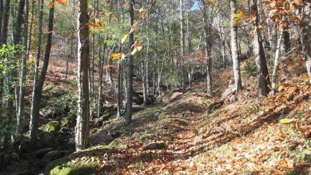 Robles, castaños y alisos en Camino subiendo a El Haya de Herguijuela de la Sierra en 2015.