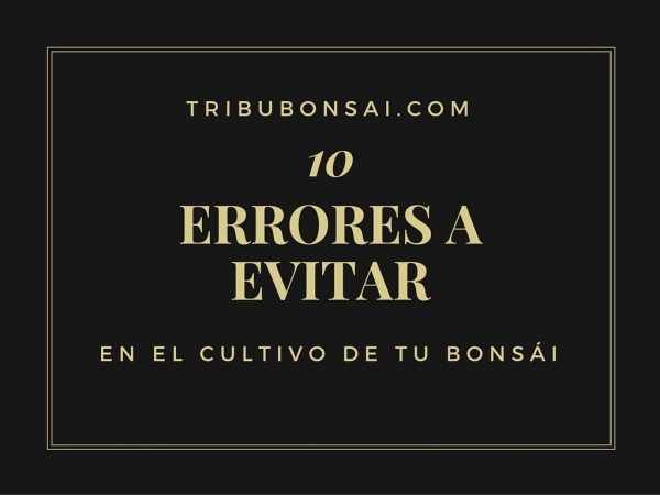 10 consejos para cultivar bonsai