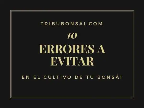 10 consejos para cultivar bonsai