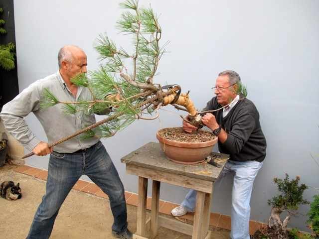 bonsai hayku 3IMG_1126