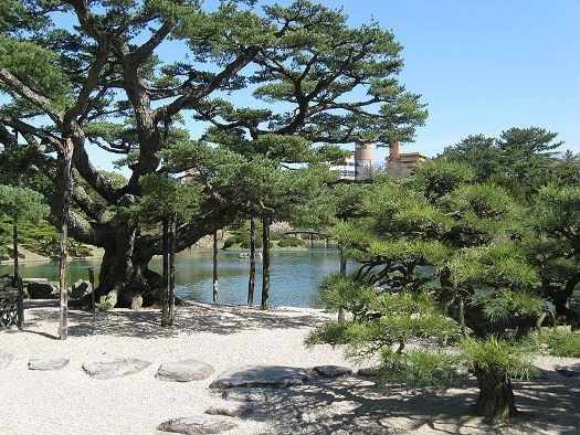 pinus thunbergii en Japón