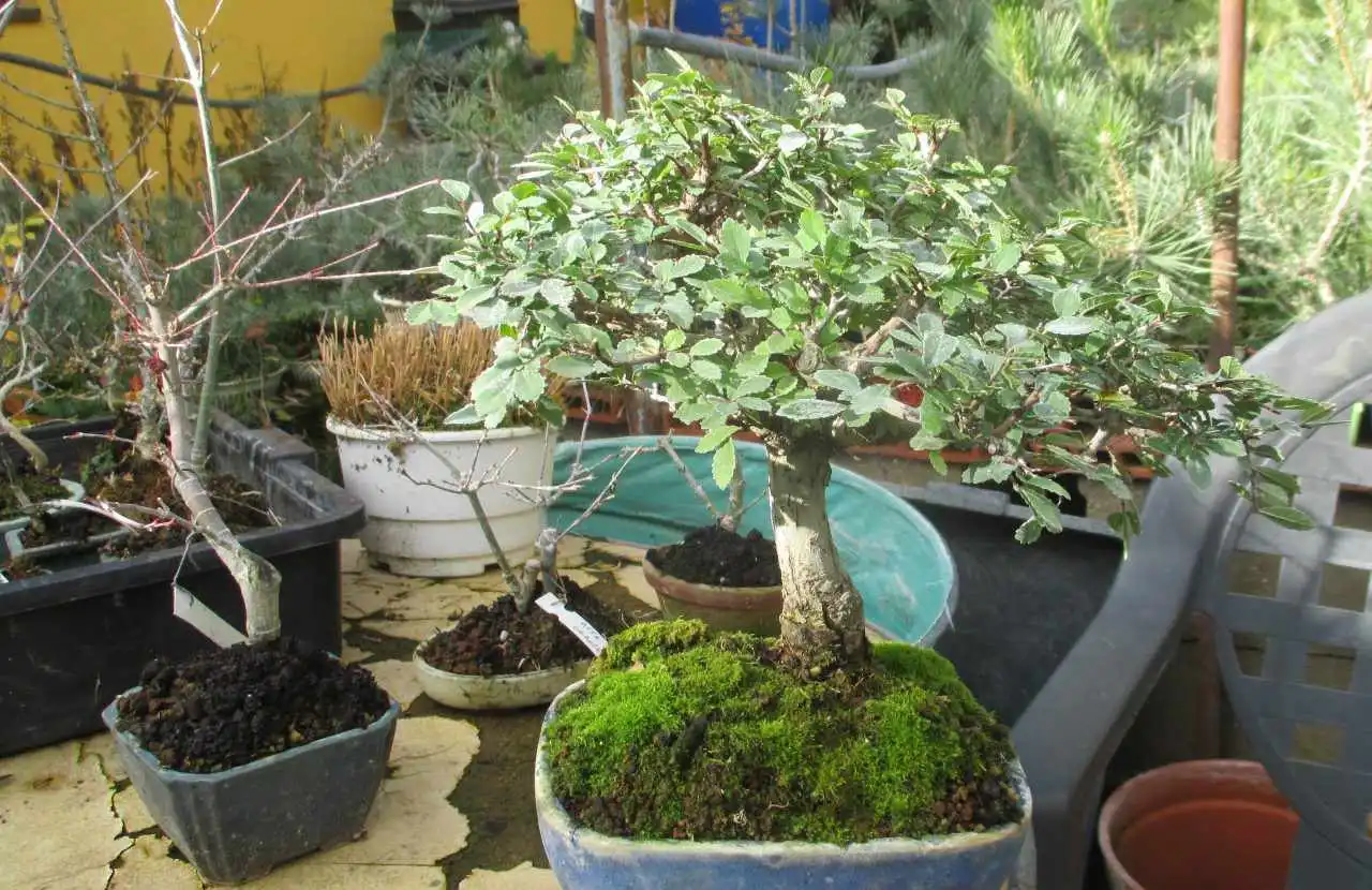 olmo chino o ulmus parviflora 2018