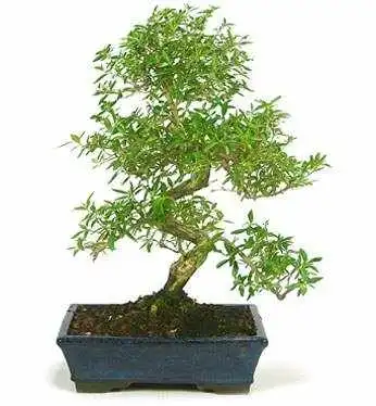 serissa irun bonsai