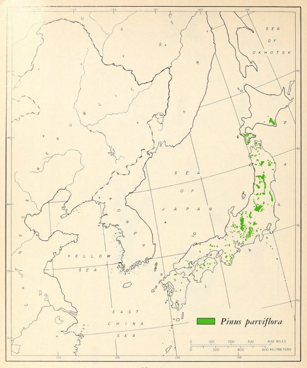 Zonas donde habita el pinus parviflora