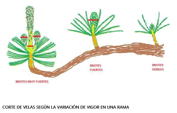 corte de velas según el vigor del brote