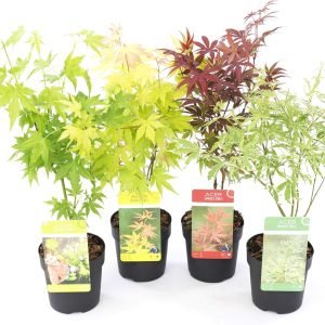 4 arces palmatum