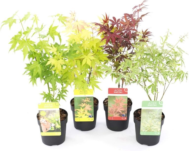 4 arces palmatum