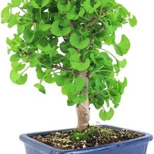 Ginkgo biloba bonsai