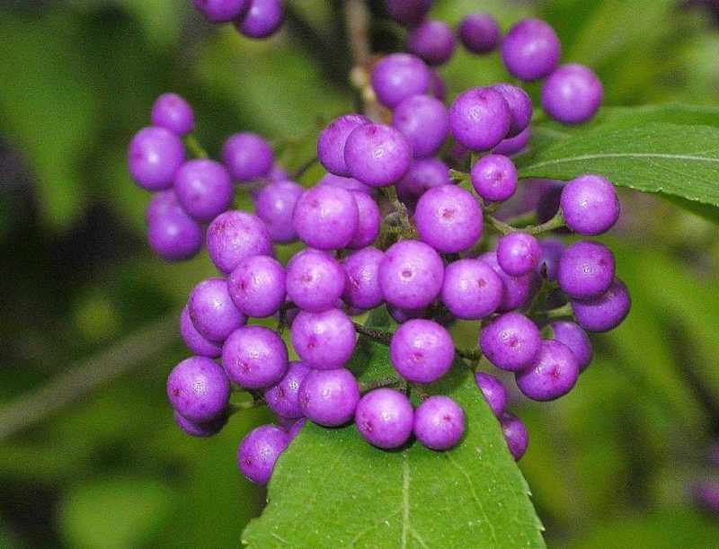 FRUTOS CALLICARPA