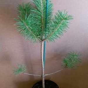 Pinus sylvestris en 1,5 litros