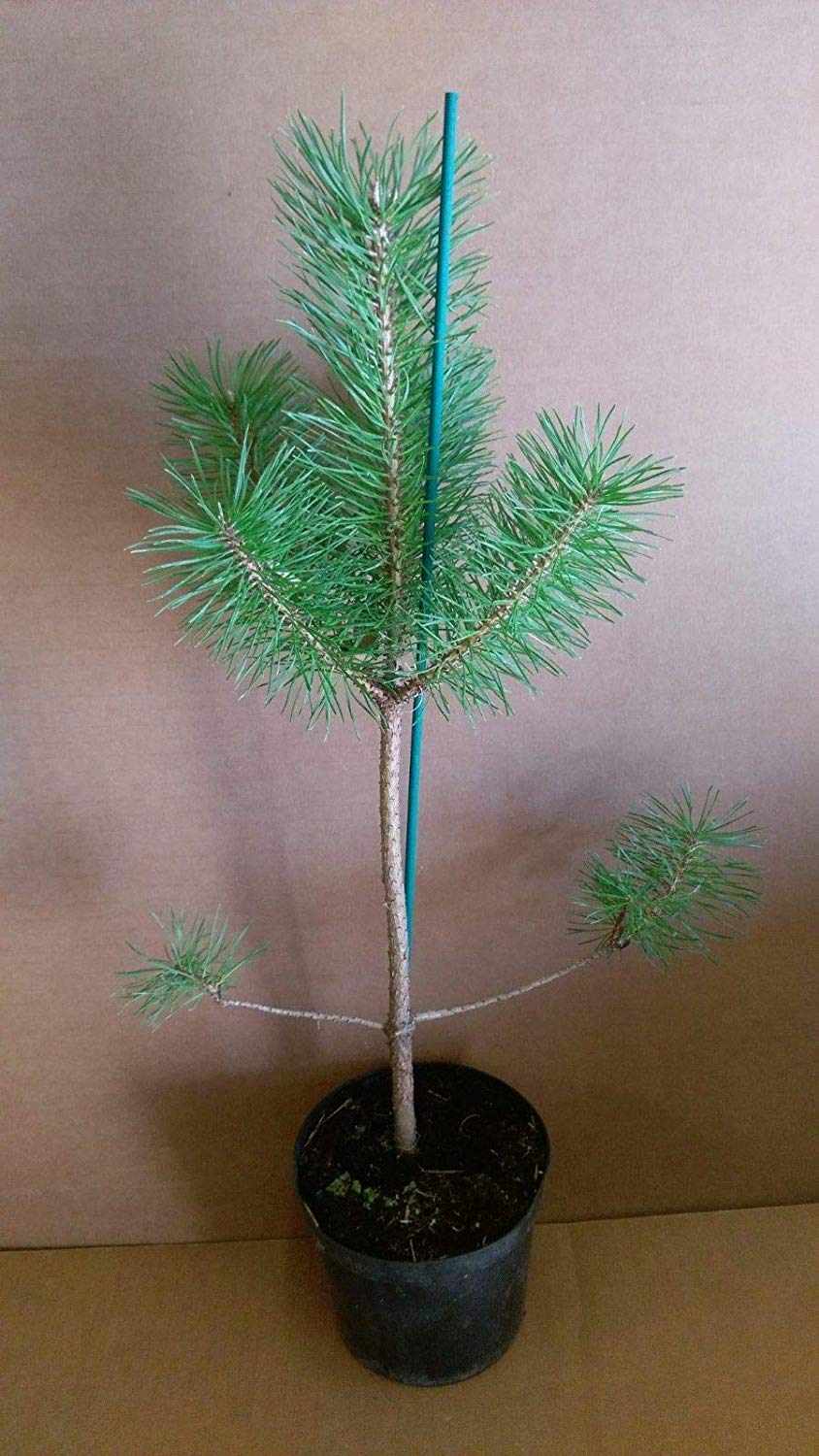 Pinus sylvestris en 1,5 litros