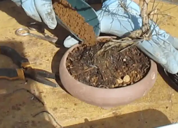 TRASPLANTE PINO A MACETA BONSAI 3