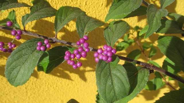 callicarpa americana