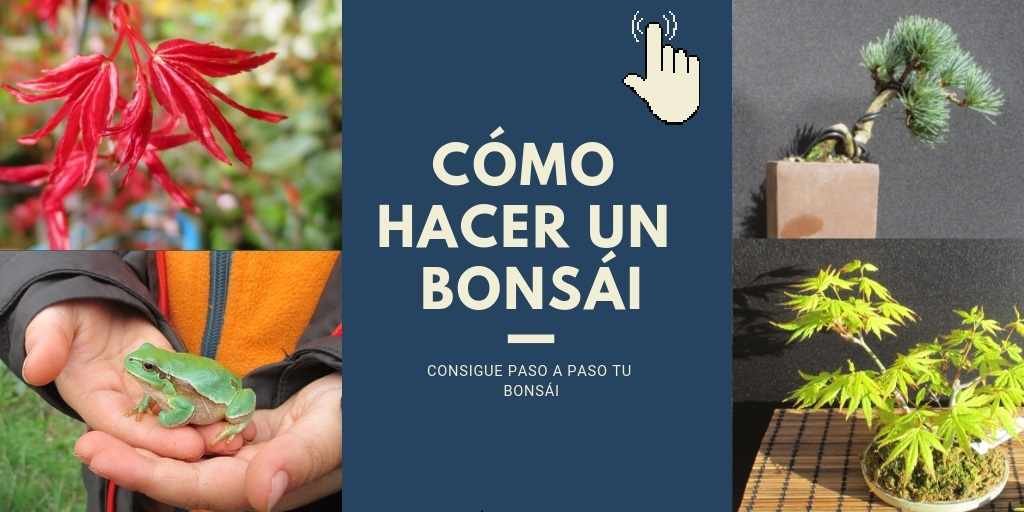 COMO HACER BONSAI TRIBUBONSAI