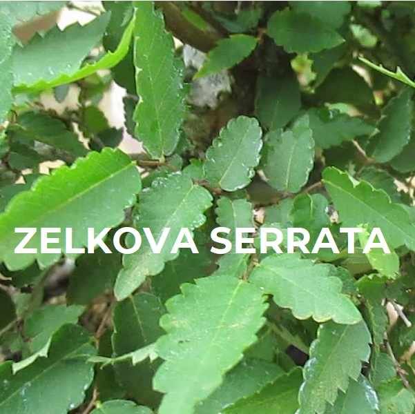 Zelkova serrata ESPECIE