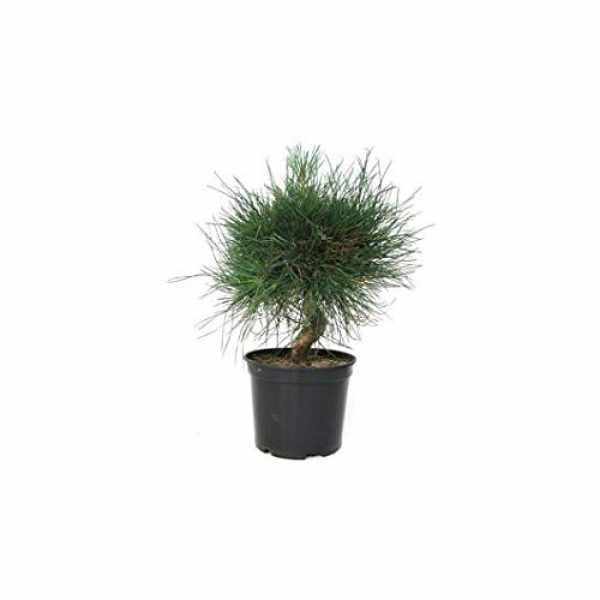 prebonsi pinus thunbergii 8 aos