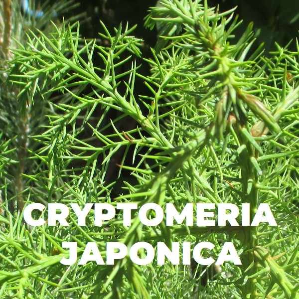 CRYPTOMERIA JAPONICA ESPECIES TRIBUBONSAI