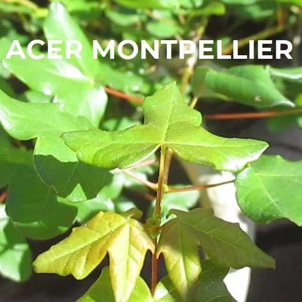 ACER MONTPELLIER ESPECIES TRIBUBONSAI