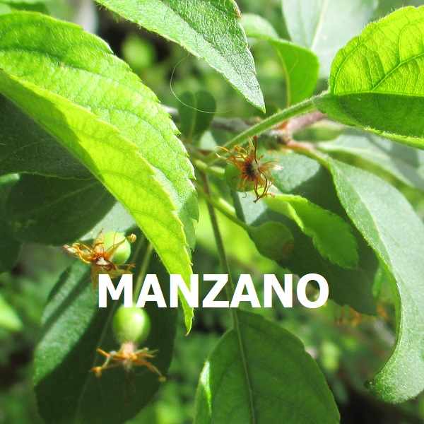 MANZANO MALUS ESPECIES TRIBUBONSAI