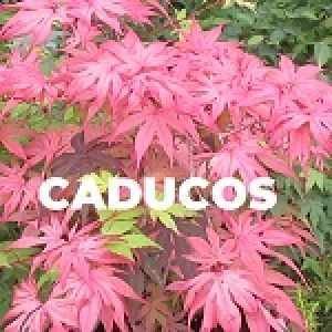 CADUCOS