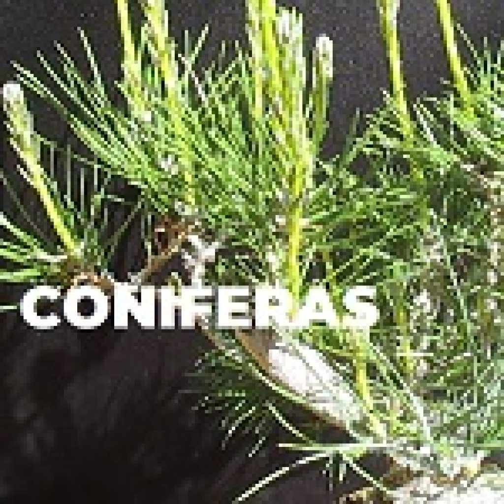 CONIFERAS ESPECIES TRIBUBONSAI