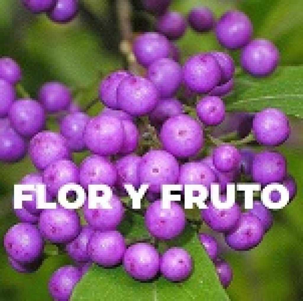 FLOR Y FRUTO ESPECIES TRIBUBONSAI