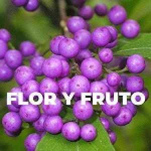 FLOR Y FRUTO