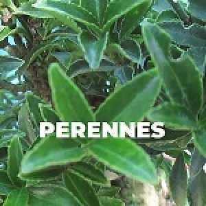 PERENNES