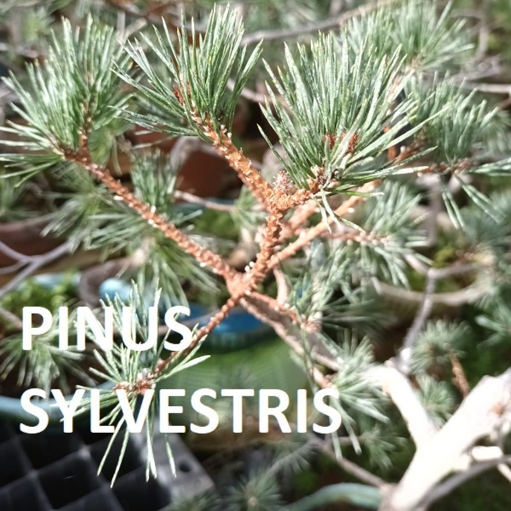 PINUS SYLVESTRIS ESPECIES TRIBUBONSAI