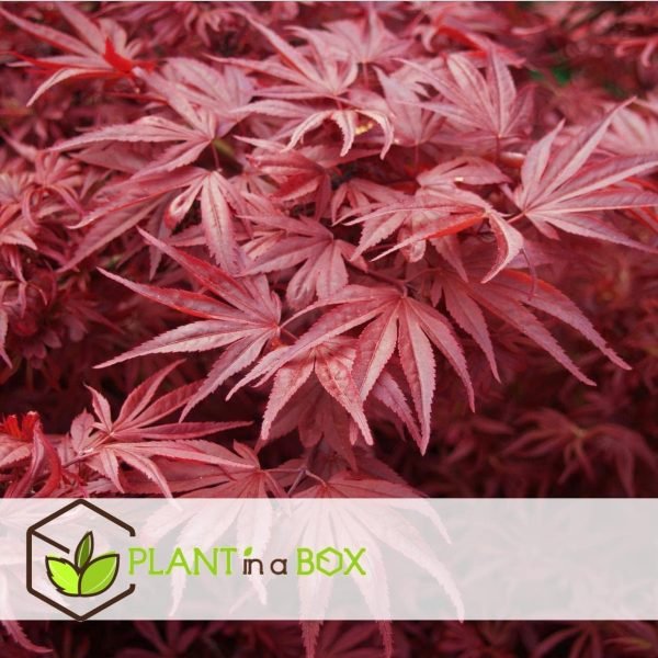 acer palmatum artropurpurea