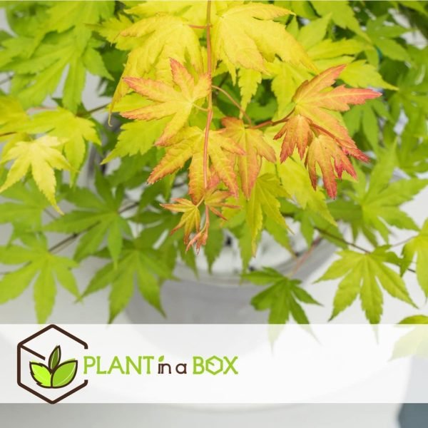 acer palmatum orange dream