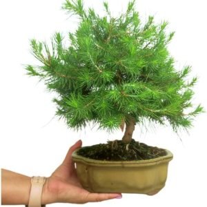 pinus halepensis 10 años