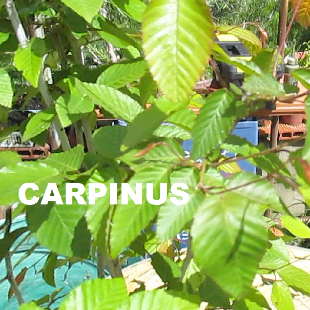 Carpinus turczaninovii