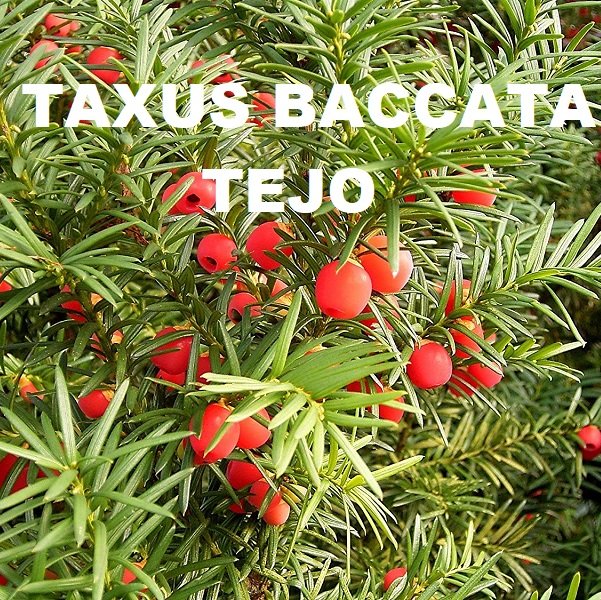 TEJO O TAXUS BACCATA 1