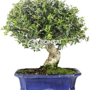 Olea Europaea Sylvestris 16 años