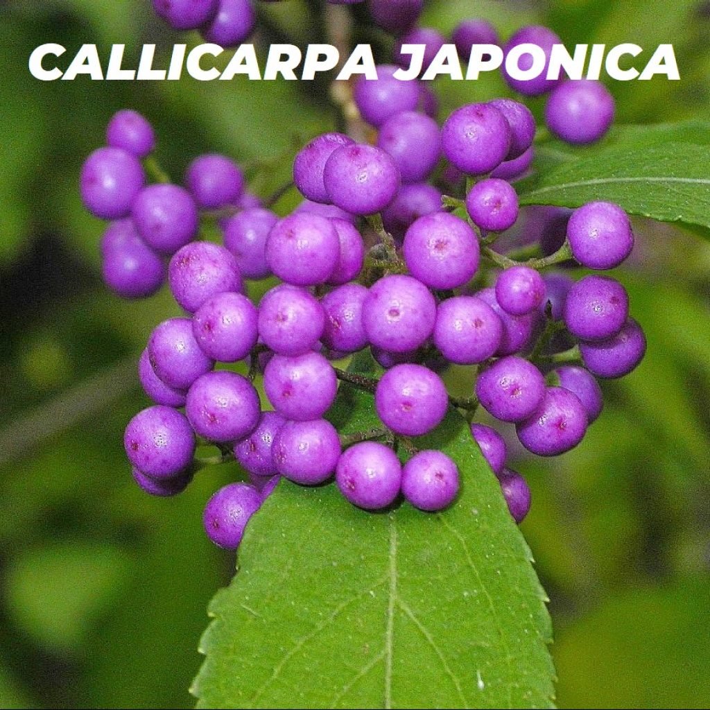 CALLICARPA JAPONICA ESPECIES