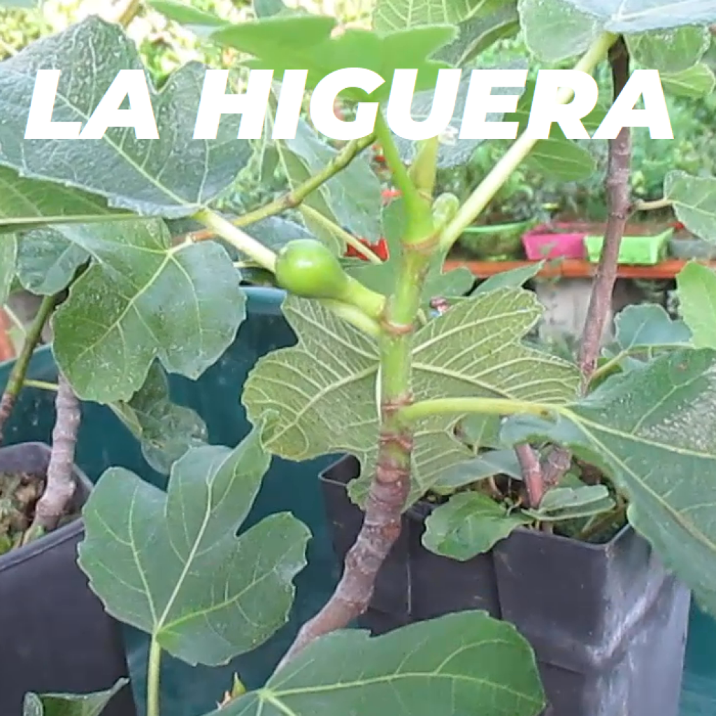 HIGUERA ESPECIES e1591996847674